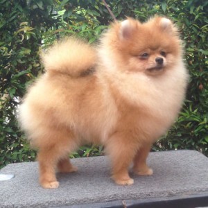 Moxiepoms Brian