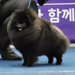 Fluffy Pom Butan