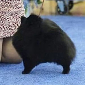 Pomist Love Attack