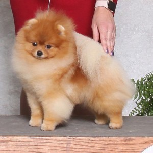 BISS GCh. Ballofur's Happiness Is A Warm Pom (group winner)