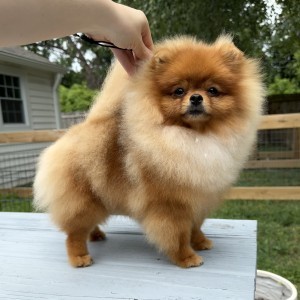 Kassiopeia Nonili Pomeranian
